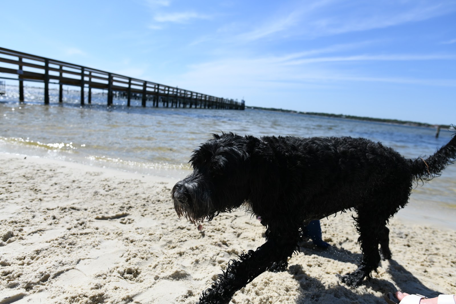 Blue walking on the sand at the water's edge with his coat wet, a long pier running out over the water behind him